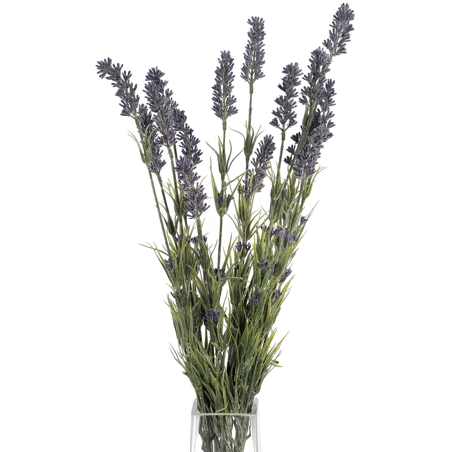 Beautiful Large Lavender Bush showcasing delicate flower heads, perfect for adding serenity to any space.
