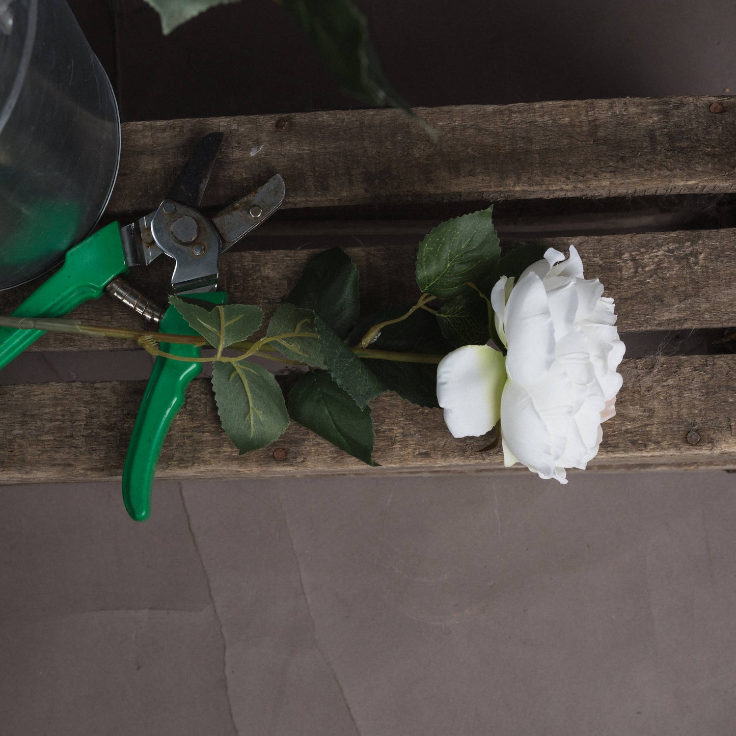 Single blush garden rose with realistic detailing, surrounded by green leaves, resting on rustic wooden surface with gardening shears.