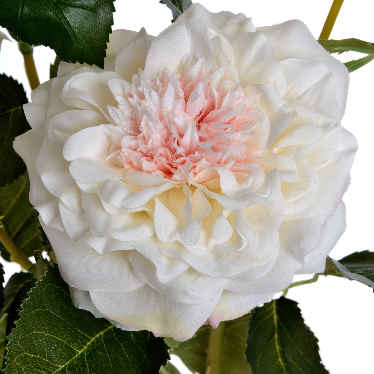 Luxurious white garden rose with delicate ivory petals and soft pink center, complemented by lush green leaves for elegant decor.