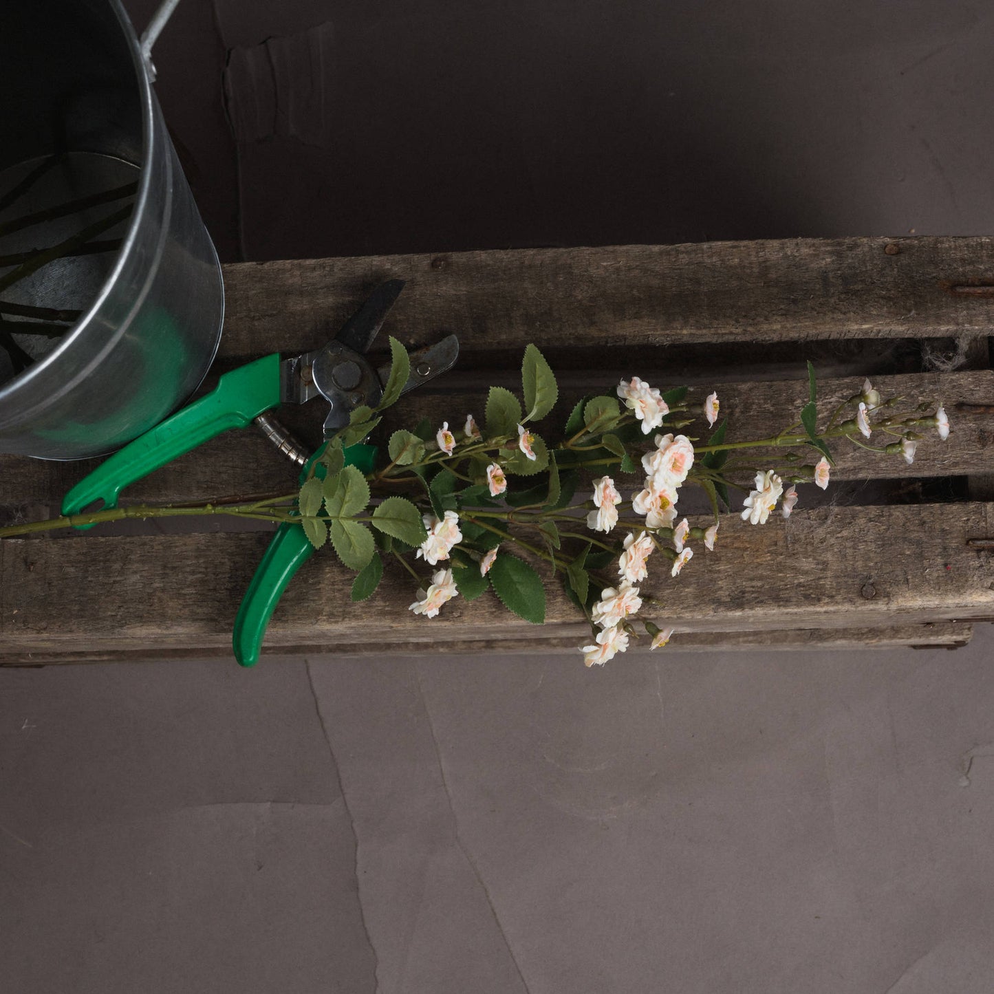 Cream Wild Meadow Rose stem with delicate, cream petals and green leaves, resting on a rustic wooden surface beside pruning shears and a metal bucket.
