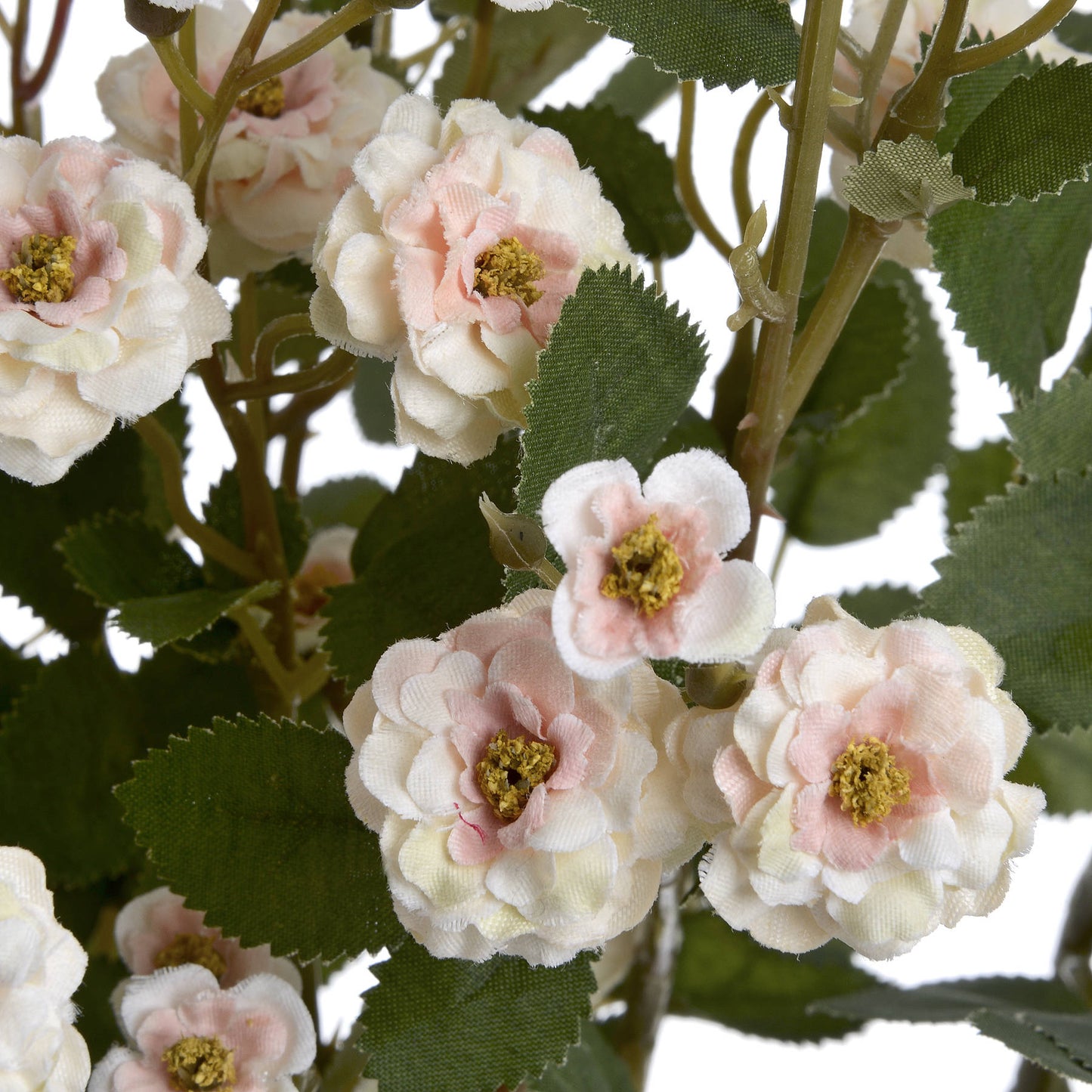 Delicate cream flowers with soft pink edges and green leaves, perfect for elegant arrangements or decor.