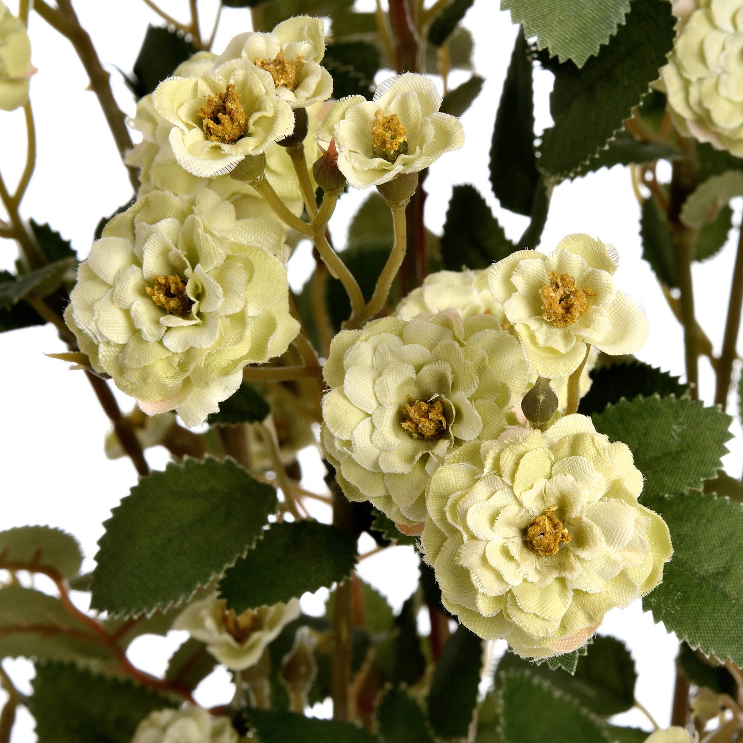 Green Wild Meadow Rose - Single Stem Flowers from the Quanta Home collection.