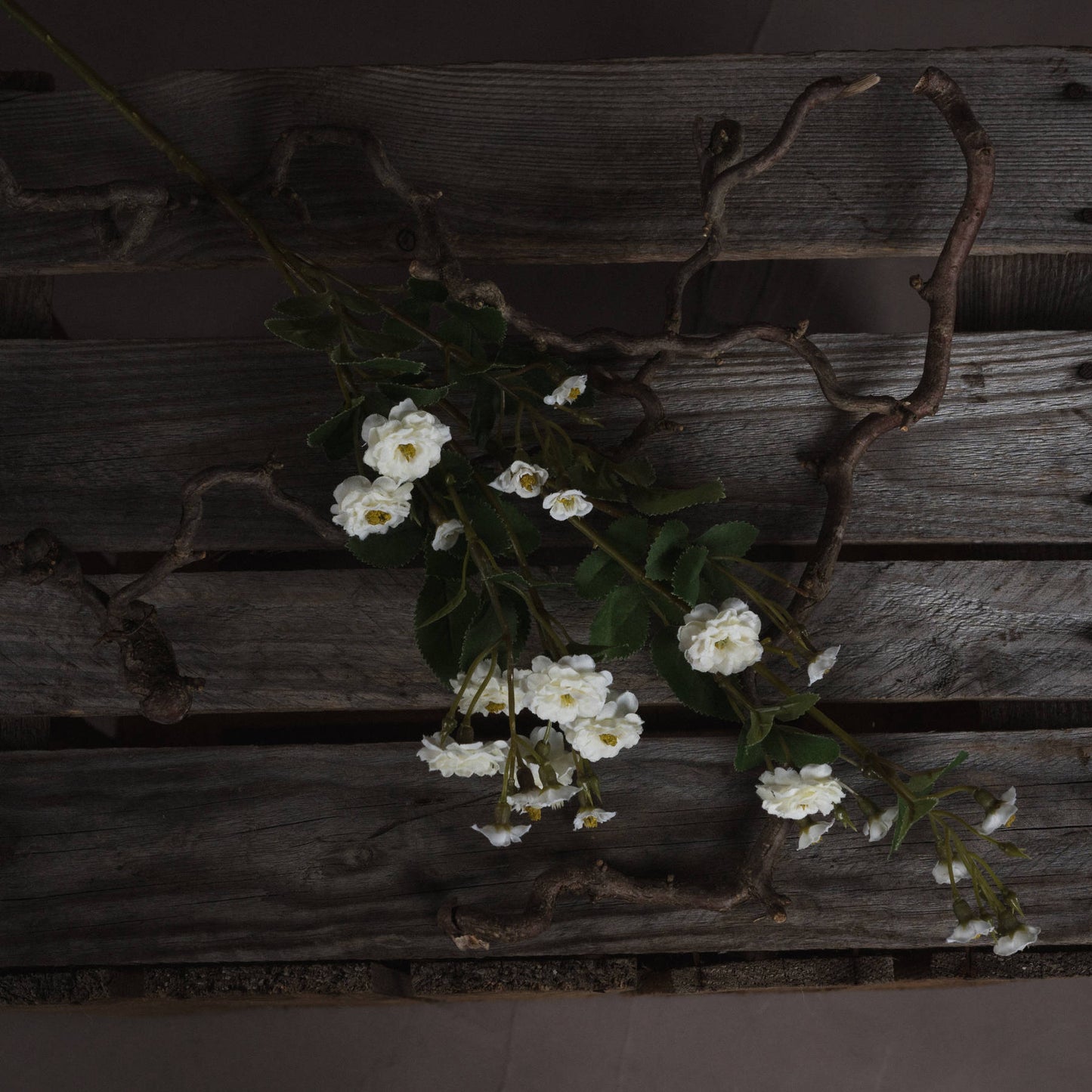 White Wild Meadow Rose - Single Stem Flowers from the Quanta Home collection.
