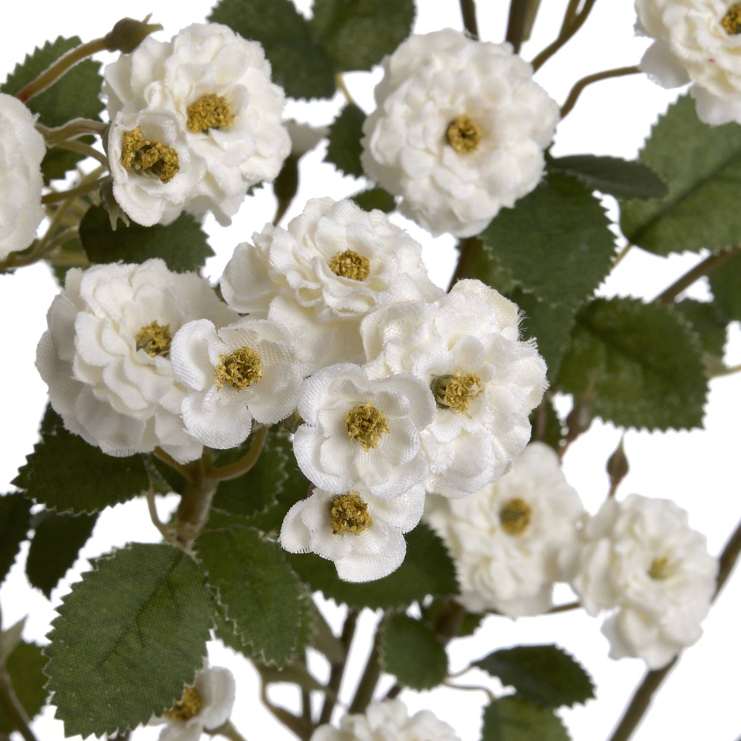 White Wild Meadow Rose - Single Stem Flowers from the Quanta Home collection.