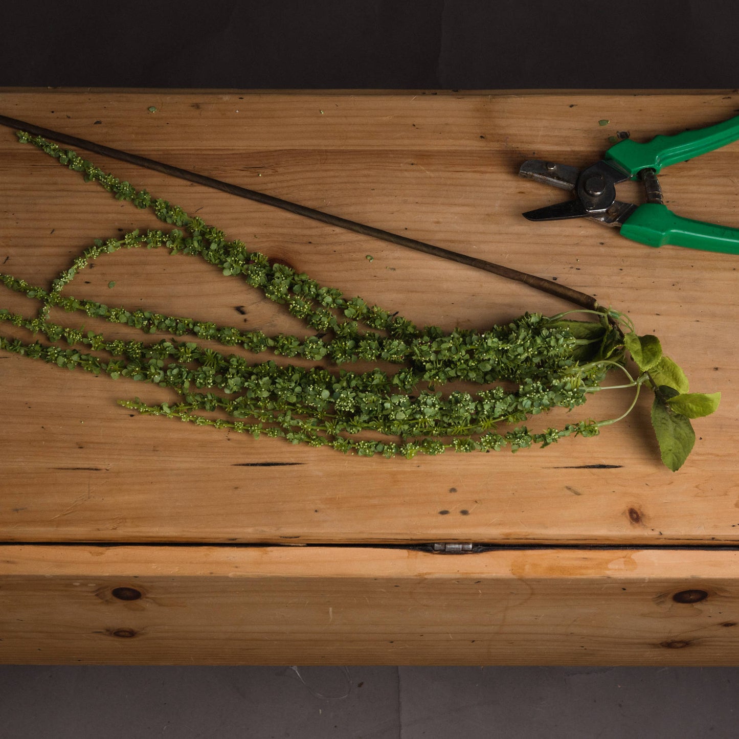 Green Amaranthus - Single Stem Flowers from the Quanta Home collection.