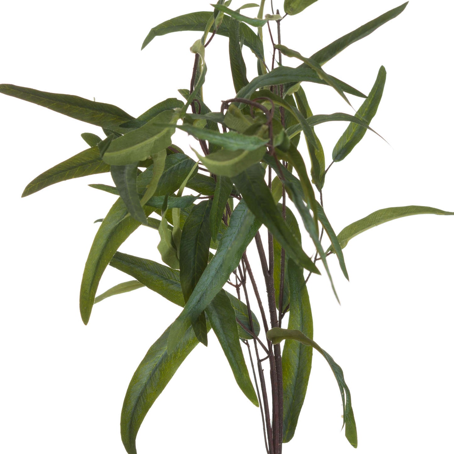 Eucalyptus Nicholii Spray - Single Stem Flowers from the Quanta Home collection.