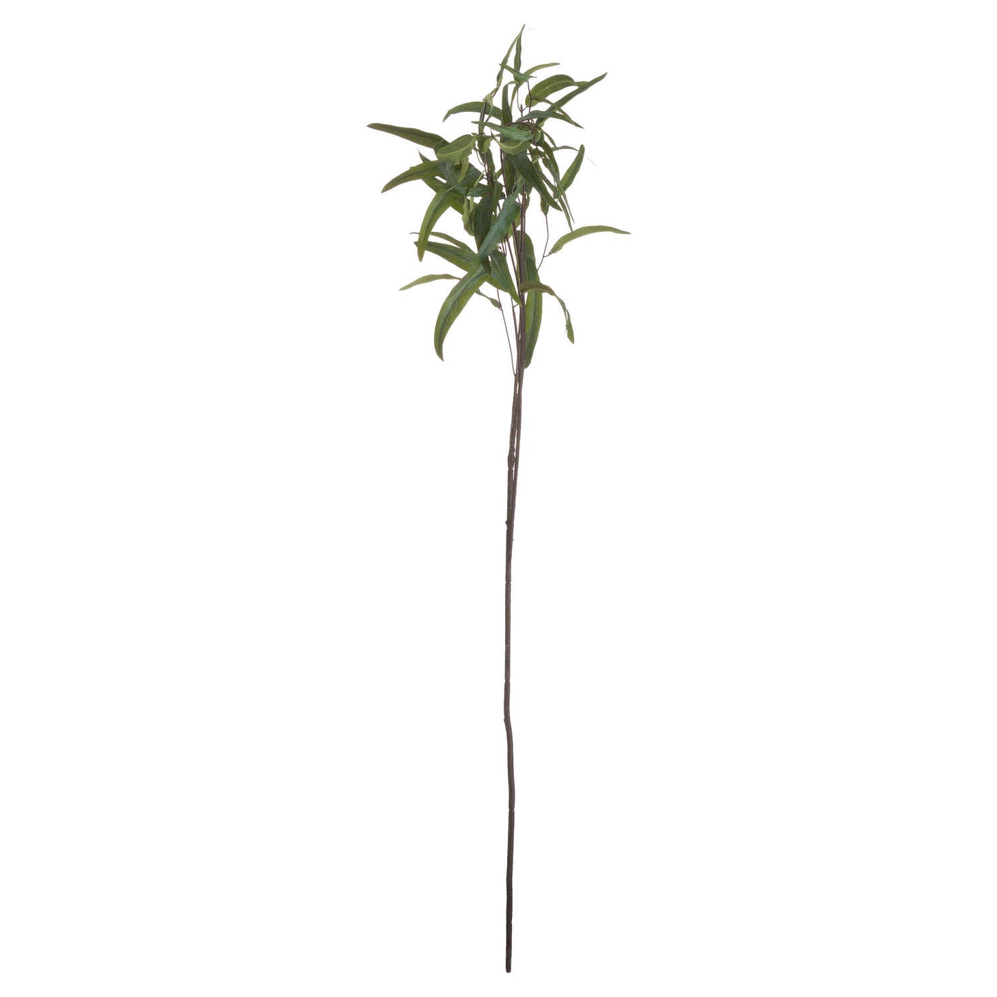 Eucalyptus Nicholii Spray - Single Stem Flowers from the Quanta Home collection.