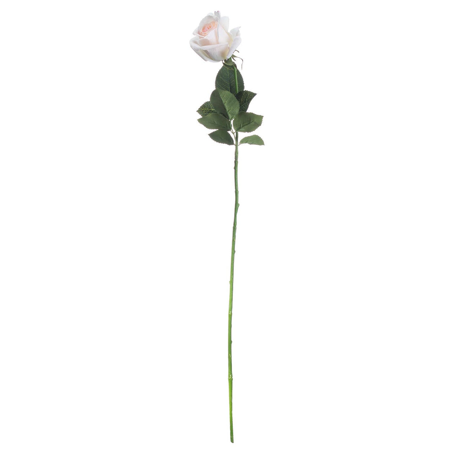 Pale pink tea rose with softly unfurling petals, complemented by vibrant green leaves on a long stem, ideal for elegant decor.