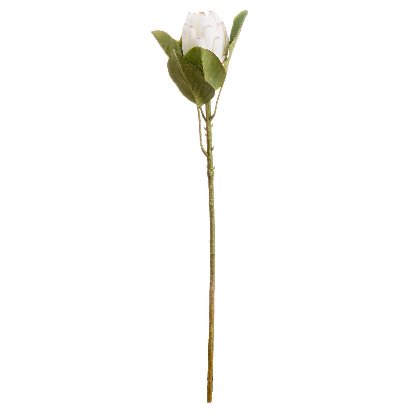 Closed White Protea - Single Stem Flowers from the Quanta Home collection.
