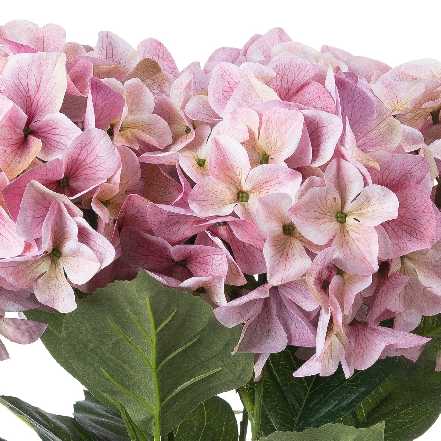 Delicate pink hydrangea blooms with soft blush tones, complemented by green leaves, creating an elegant, romantic ambiance.