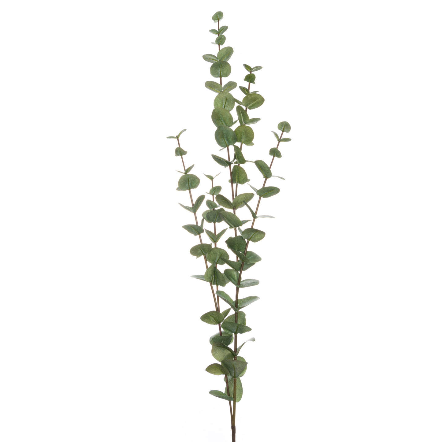 Large cineraria eucalyptus spray with realistic green leaves on a slender stem, perfect for elegant floral arrangements.