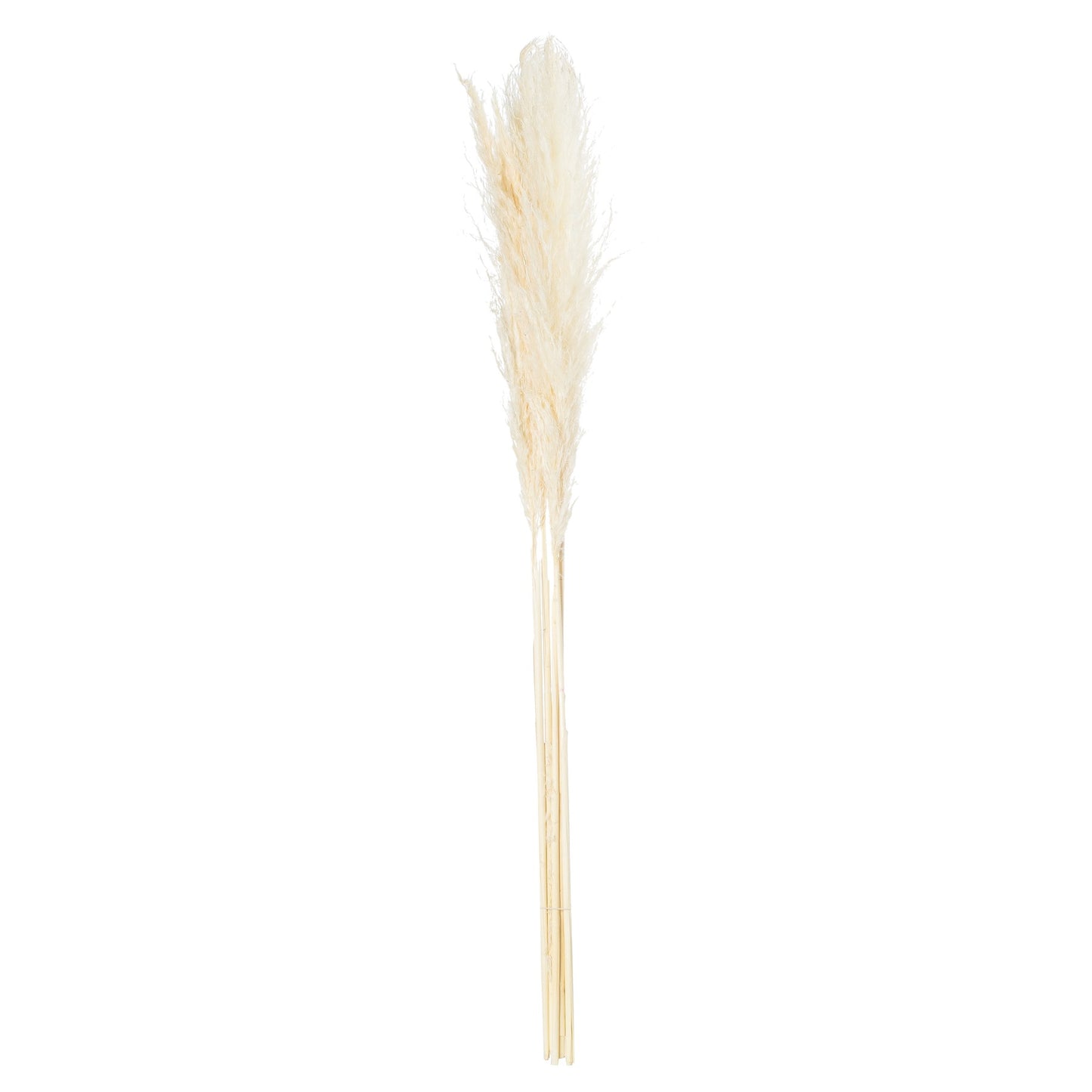 Cream pampas grass stem with soft, feathery plumes in varying fullness, adding elegance and texture to any decor.