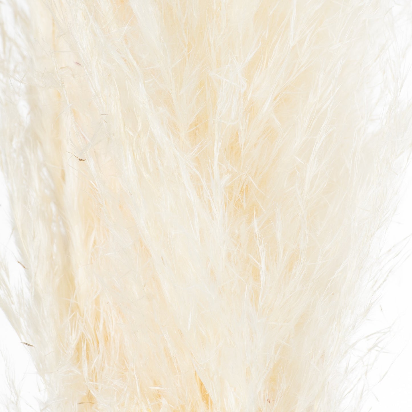 Cream pampas grass stem featuring soft, feathery plumes in a gentle hue, adding natural elegance to any decor.