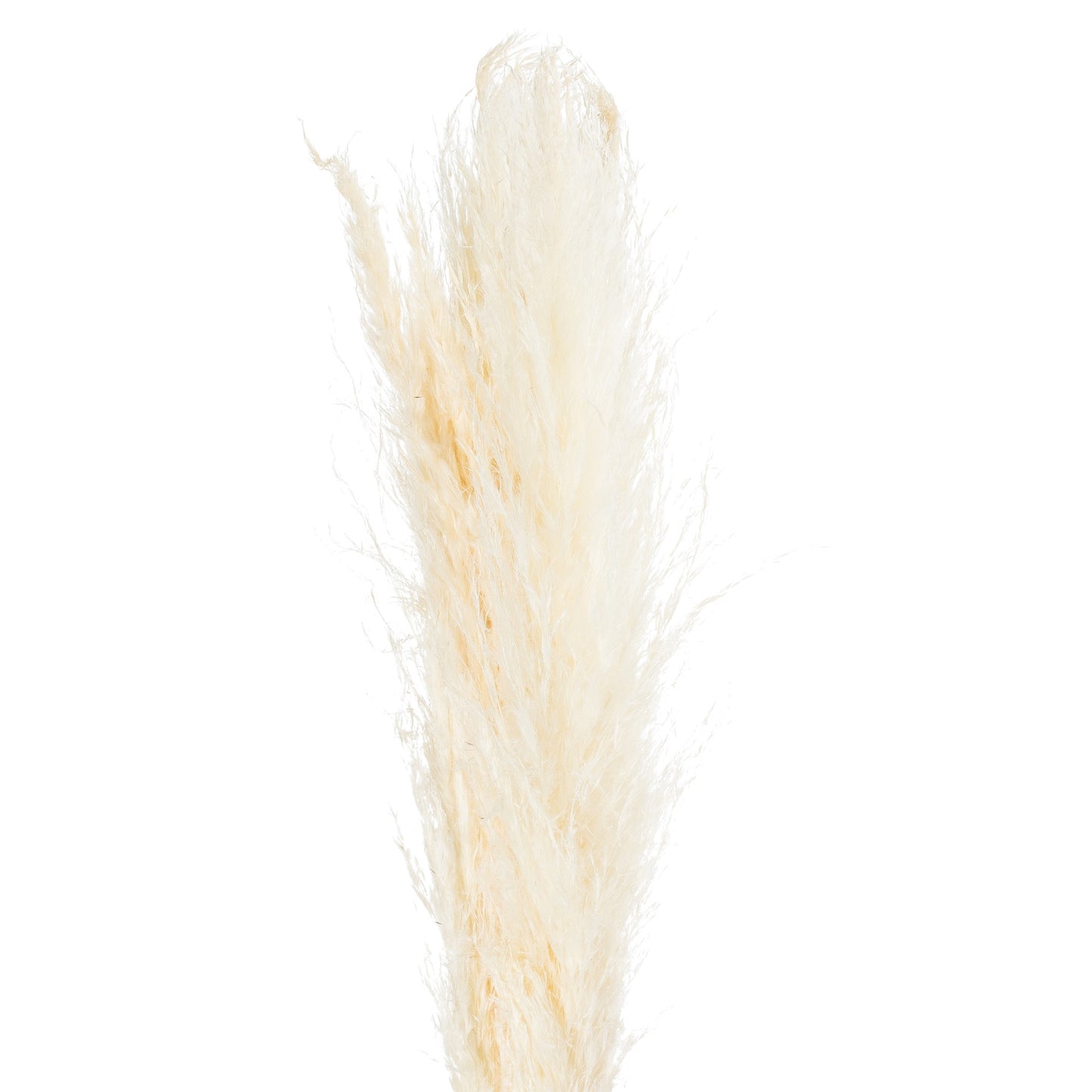 Cream pampas grass stem with feathery, textured plumes, offering a soft, elegant touch to any decor. Ideal for serene arrangements.