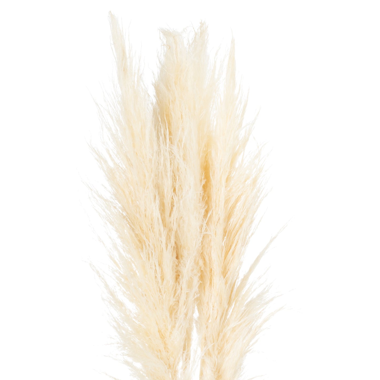 Cream pampas grass stem featuring soft, feathery plumes with an airy texture, perfect for modern or rustic decor.