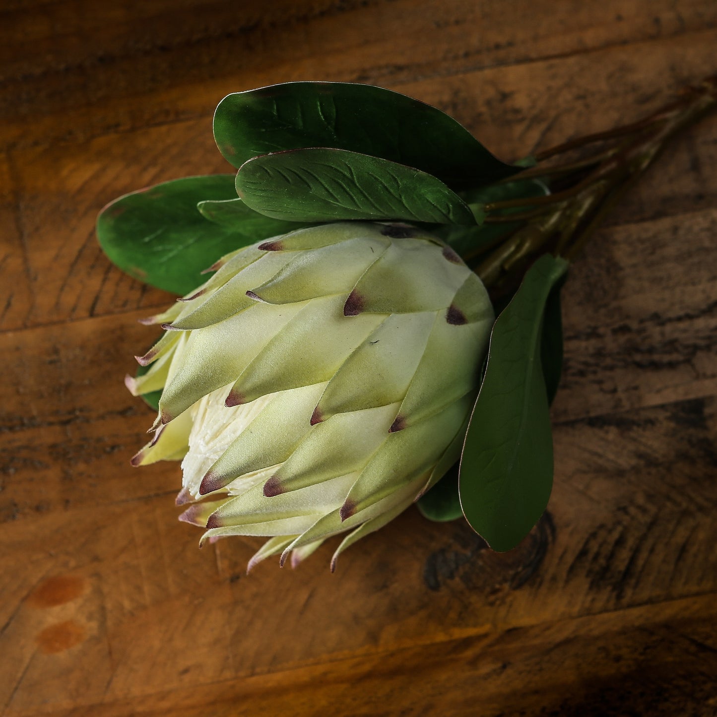 Large white protea with green leaves, showcasing elegant, lifelike details, resting on a rustic wooden surface.