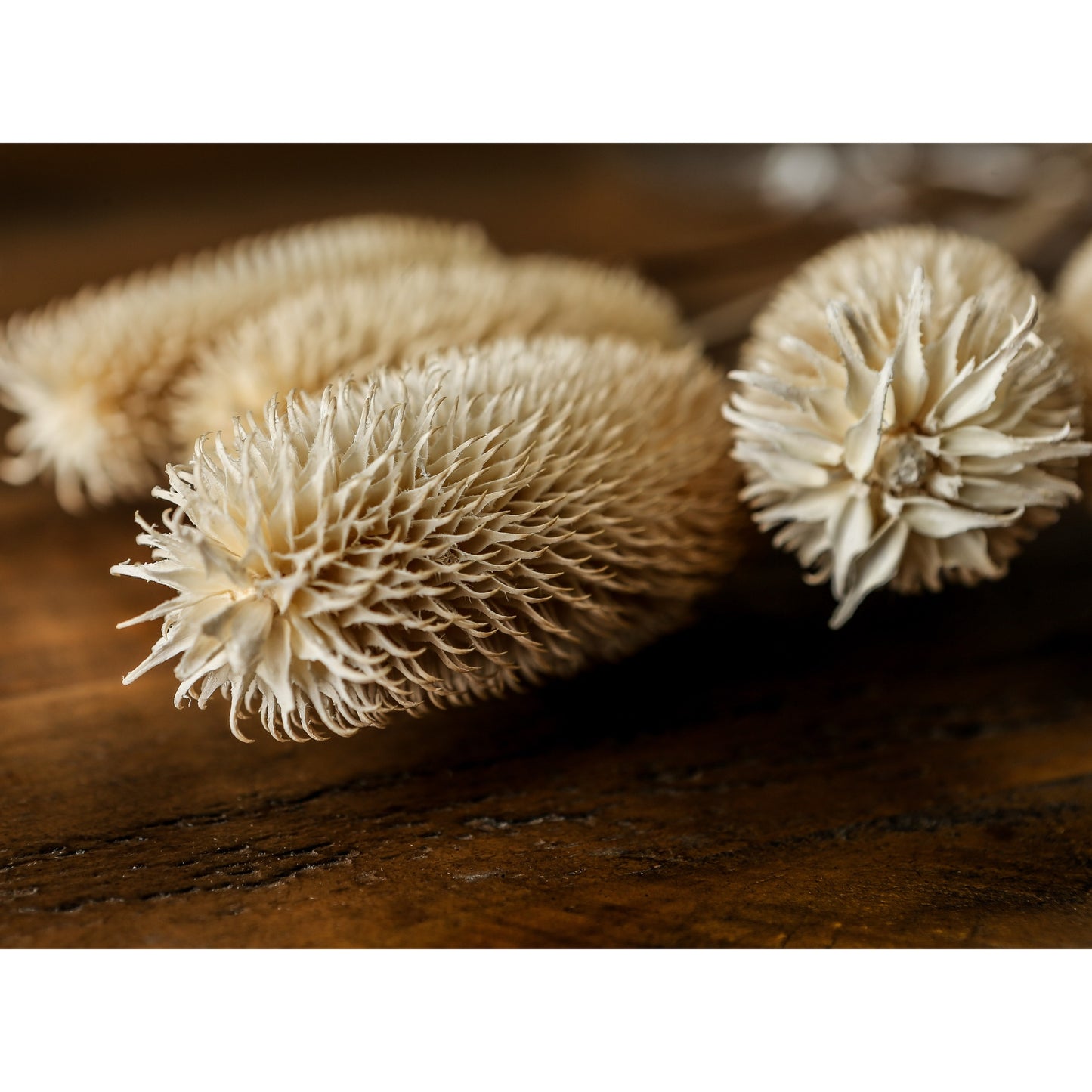 Bouquet Of Dried Tall Thistle - Dried Flowers from the Quanta Home collection.