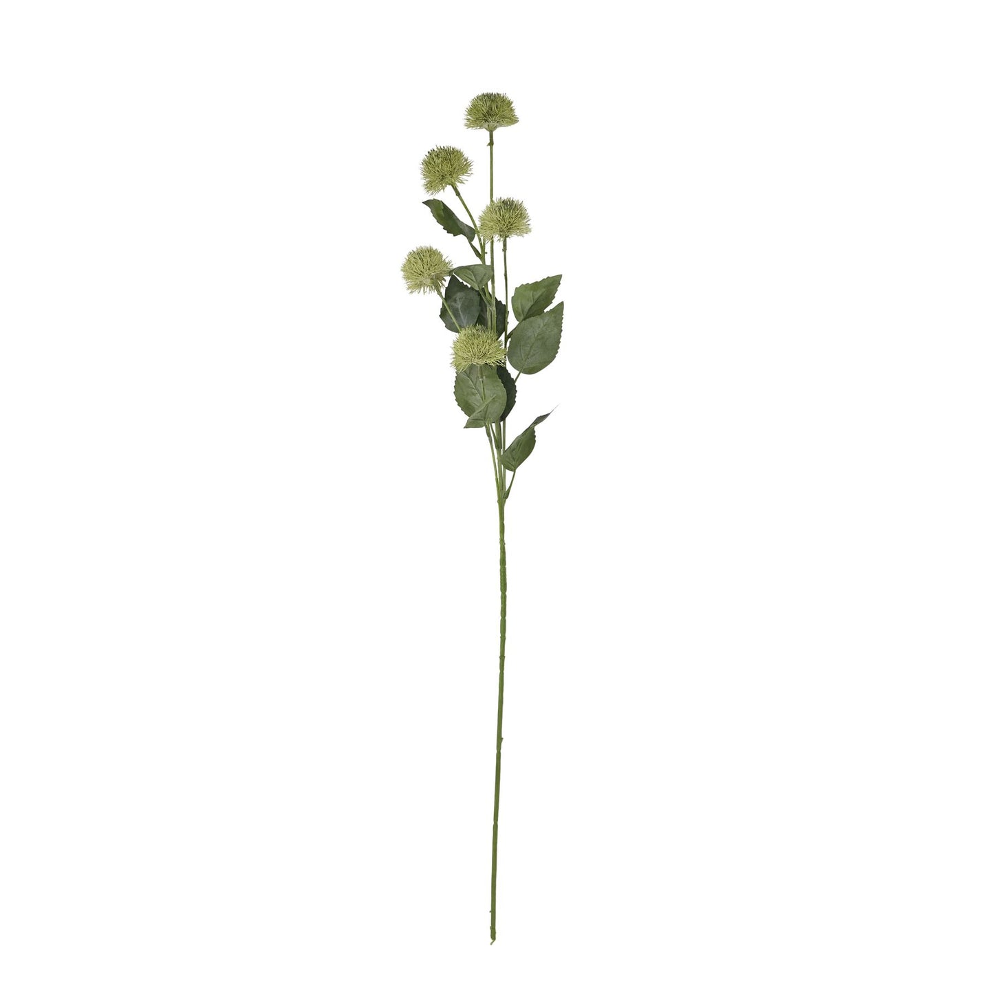 Green thistle globe stem featuring five textured spherical heads and lush green leaves, ideal for elegant floral arrangements.