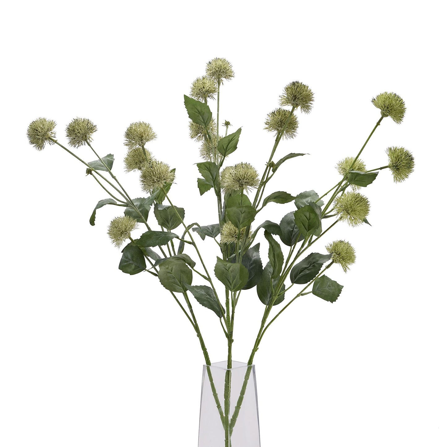 Green thistle globe stem showcasing textured spherical flower heads and lush leaves, perfect for elegant floral arrangements.