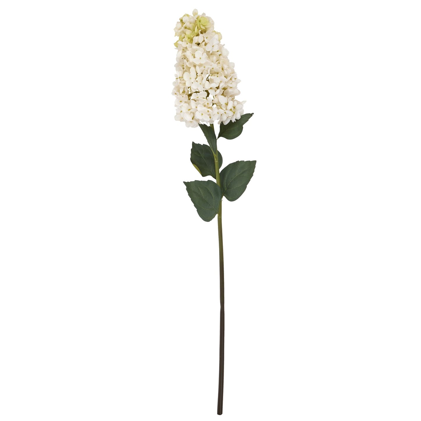 White Spear Hydrangea with a pointed bloom, off-white petals, and green leaves, providing elegant decor for various settings.