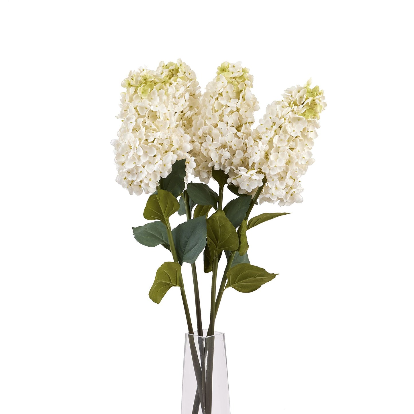 Elegant white spear hydrangea with pointed blooms and green leaves, designed for stylish home decor and floral arrangements.