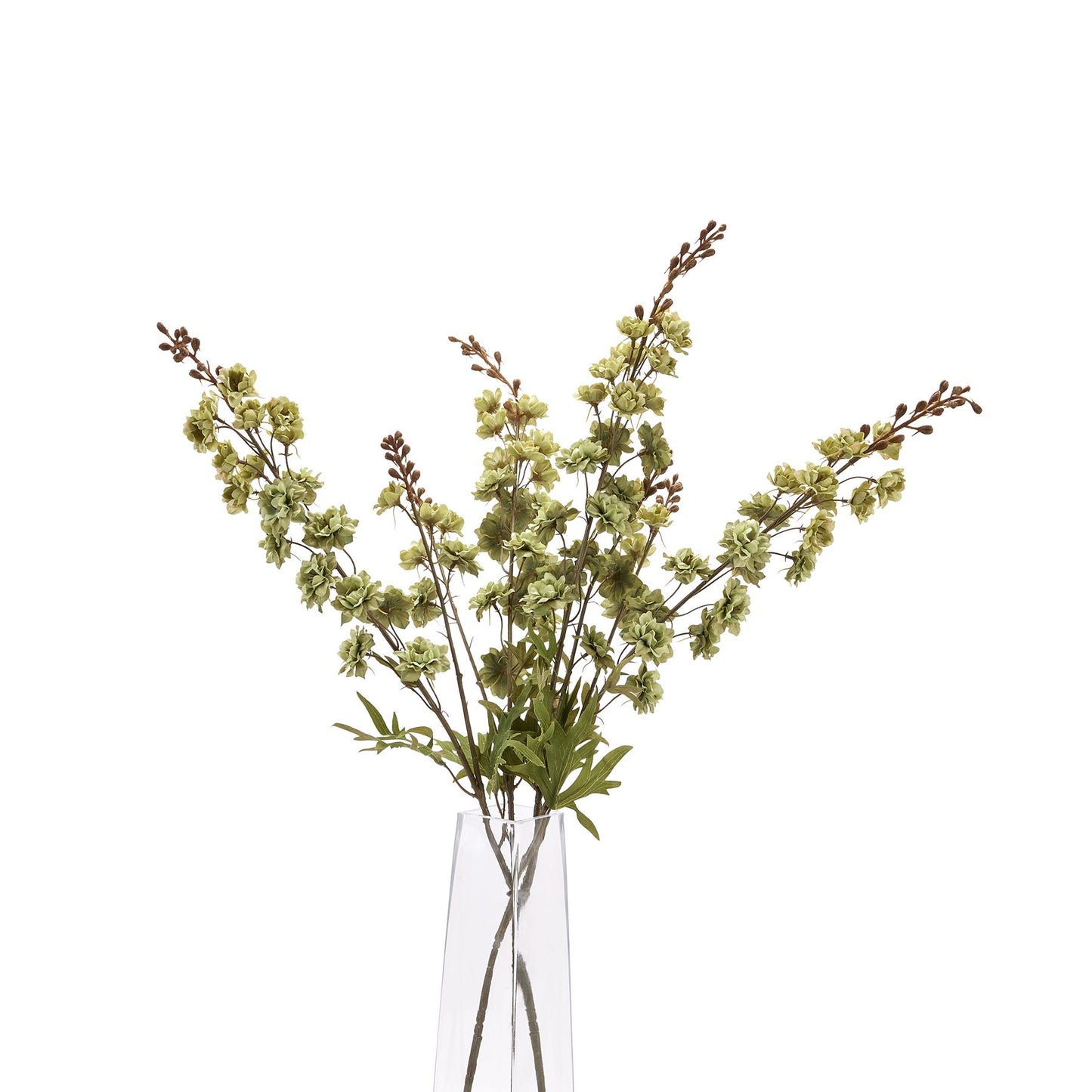 Tall green hops stem with delicate flowers and slender branches, adding a sophisticated touch to contemporary decor.