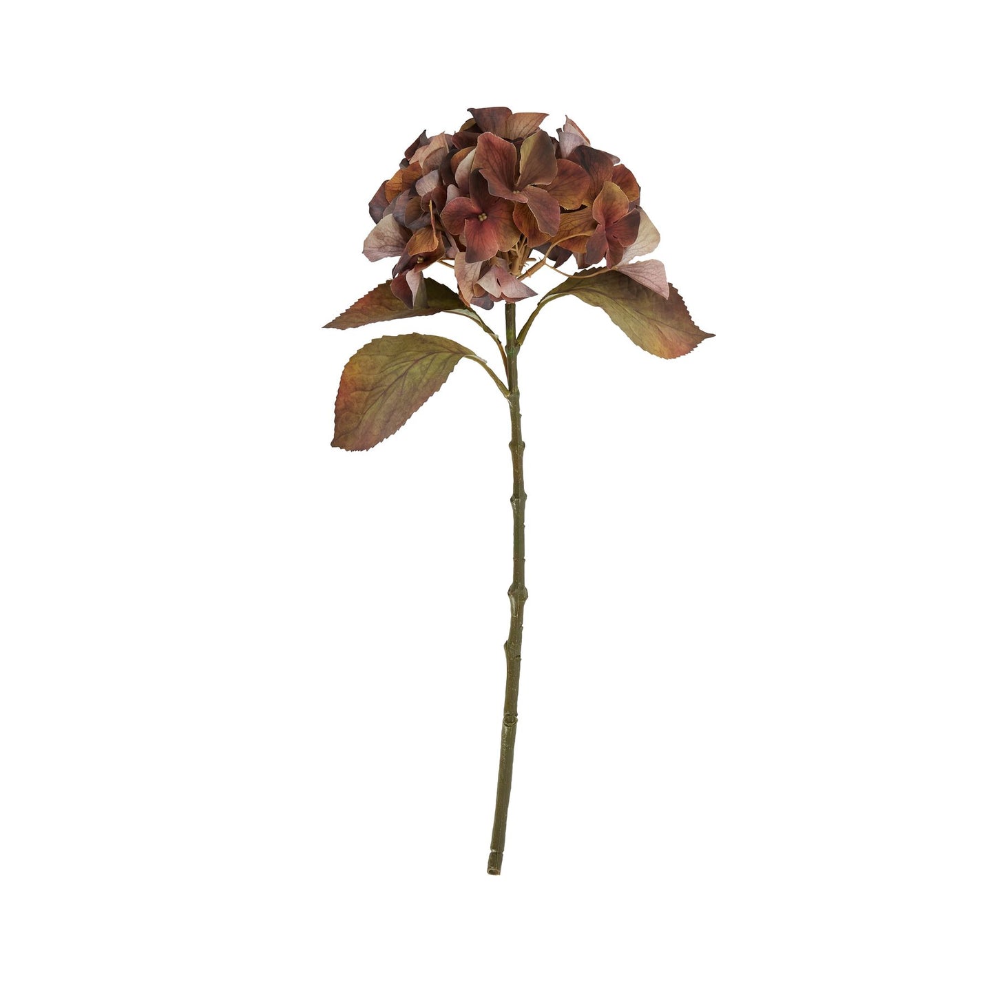 Single stem hydrangea in rich autumn browns, featuring deep amber and russet hues; lush blooms and green leaves on a slender stem.