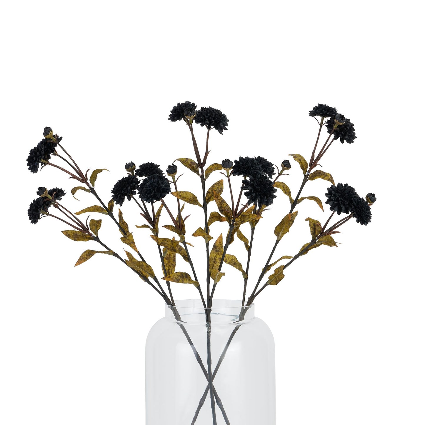 Black chrysanthemums with richly textured petals in a clear vase, accented by olive-green leaves, creating an elegant autumn display.