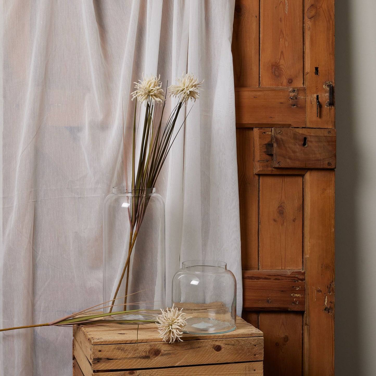 Cream Aster Spider Chrysanthemum stem displayed in glass vases against a rustic wooden backdrop, enhancing warmth and elegance.