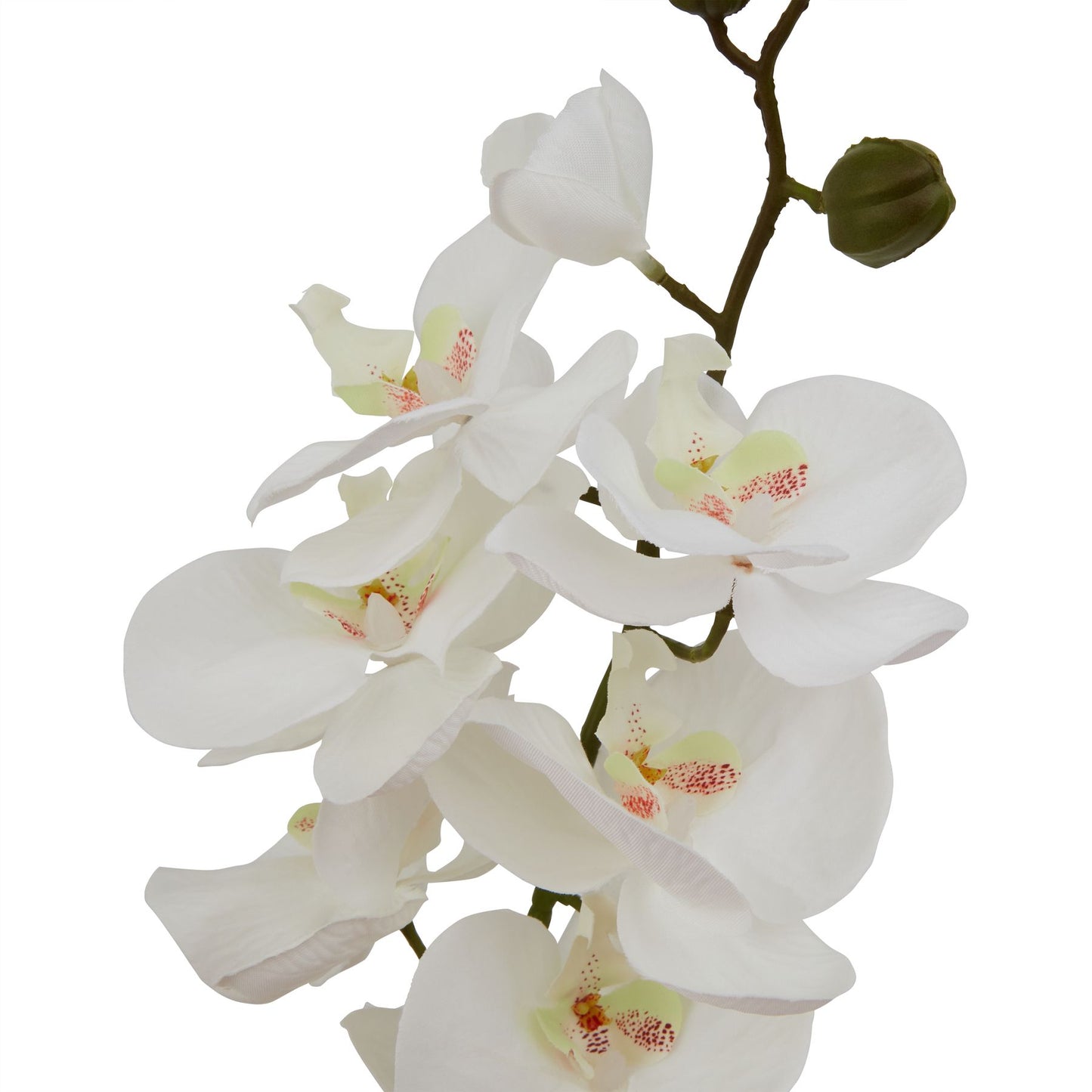 Large white butterfly orchid stem with meticulous details, featuring translucent petals and subtle coloring, perfect for stylish decor.