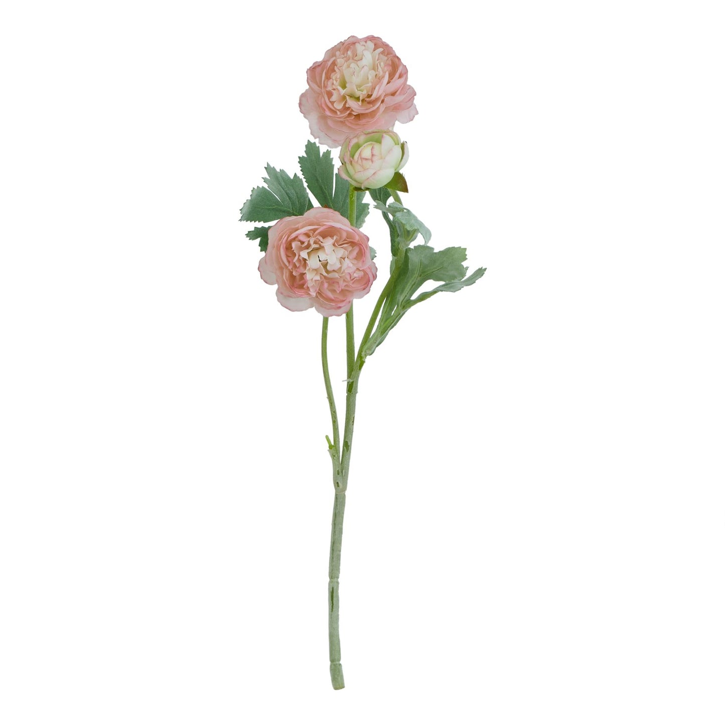 Pink ranunculus with delicately layered petals and lush green leaves, showcasing romantic charm and realistic detail.