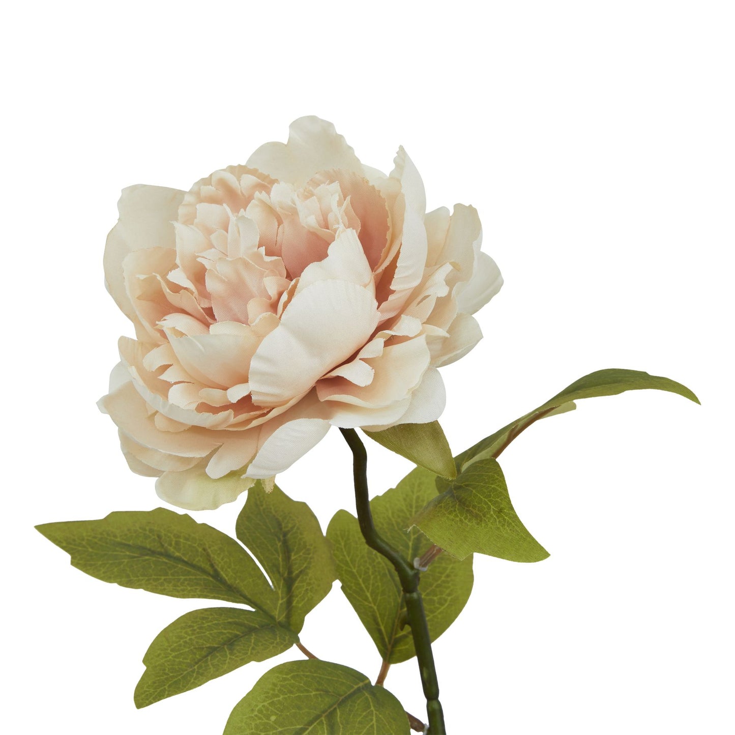 Delicate blush peony with layered petals and vibrant green leaves, ideal for enhancing modern or traditional decor.