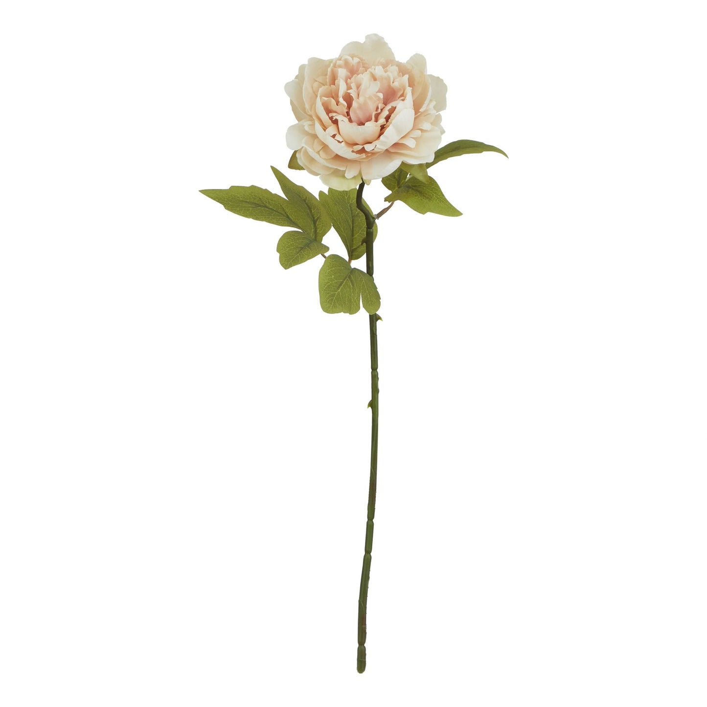 Blush peony flower with layered petals in soft pink and cream, accented by vibrant green leaves on a slender stem.