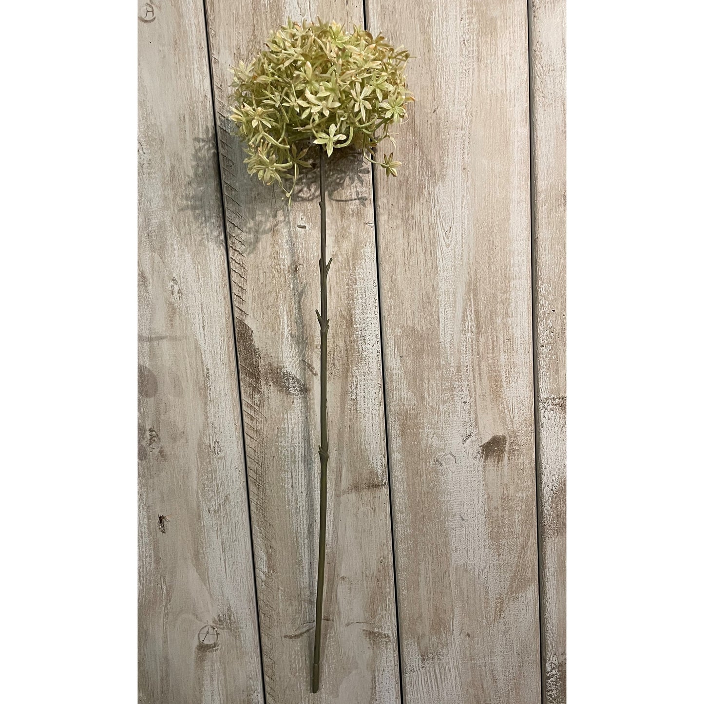 Long, slender green stem topped with a spherical cluster of delicate star-shaped beige florets, perfect for elegant decor.
