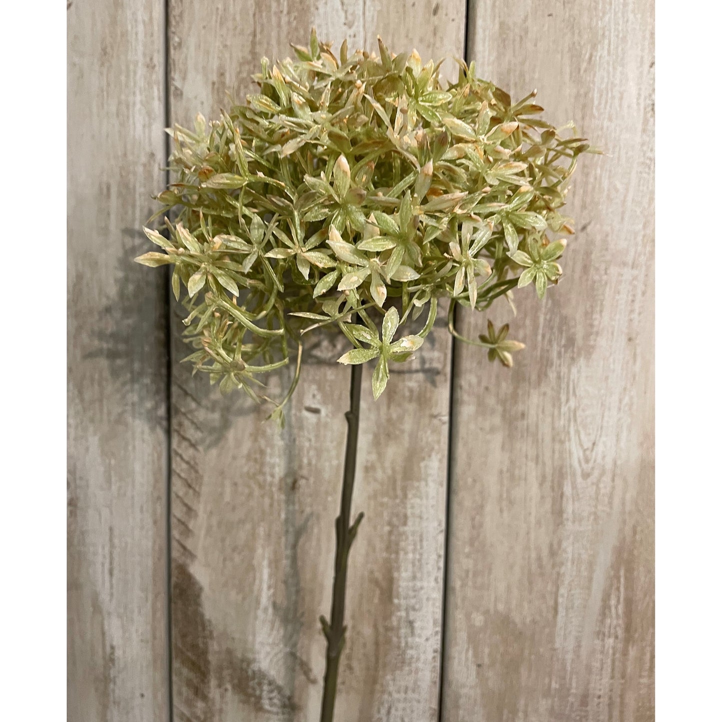 Long, slender green stem supporting a spherical cluster of delicate, star-shaped, coffee-hued florets against a rustic wooden background.