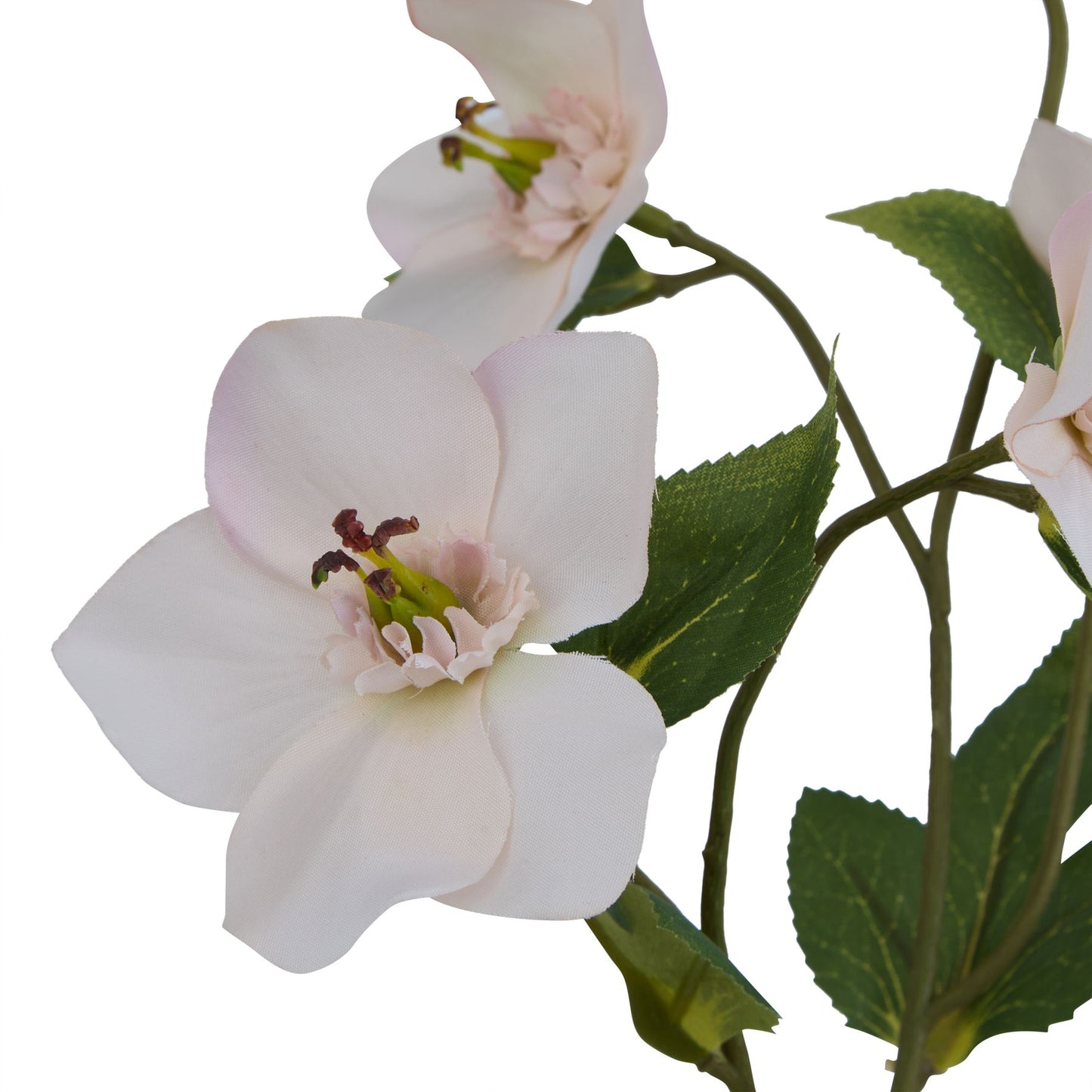 Pale apricot hellebore with delicate petals and green leaves, exuding refined elegance for sophisticated decor.