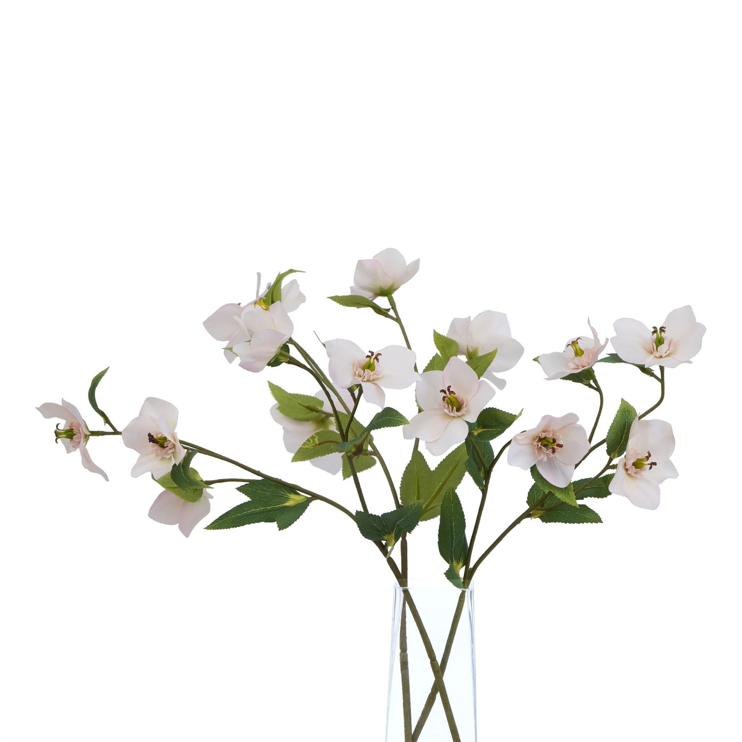 Pale apricot hellebore flowers with delicate petals and green leaves in a clear vase, showcasing natural elegance and artistry.