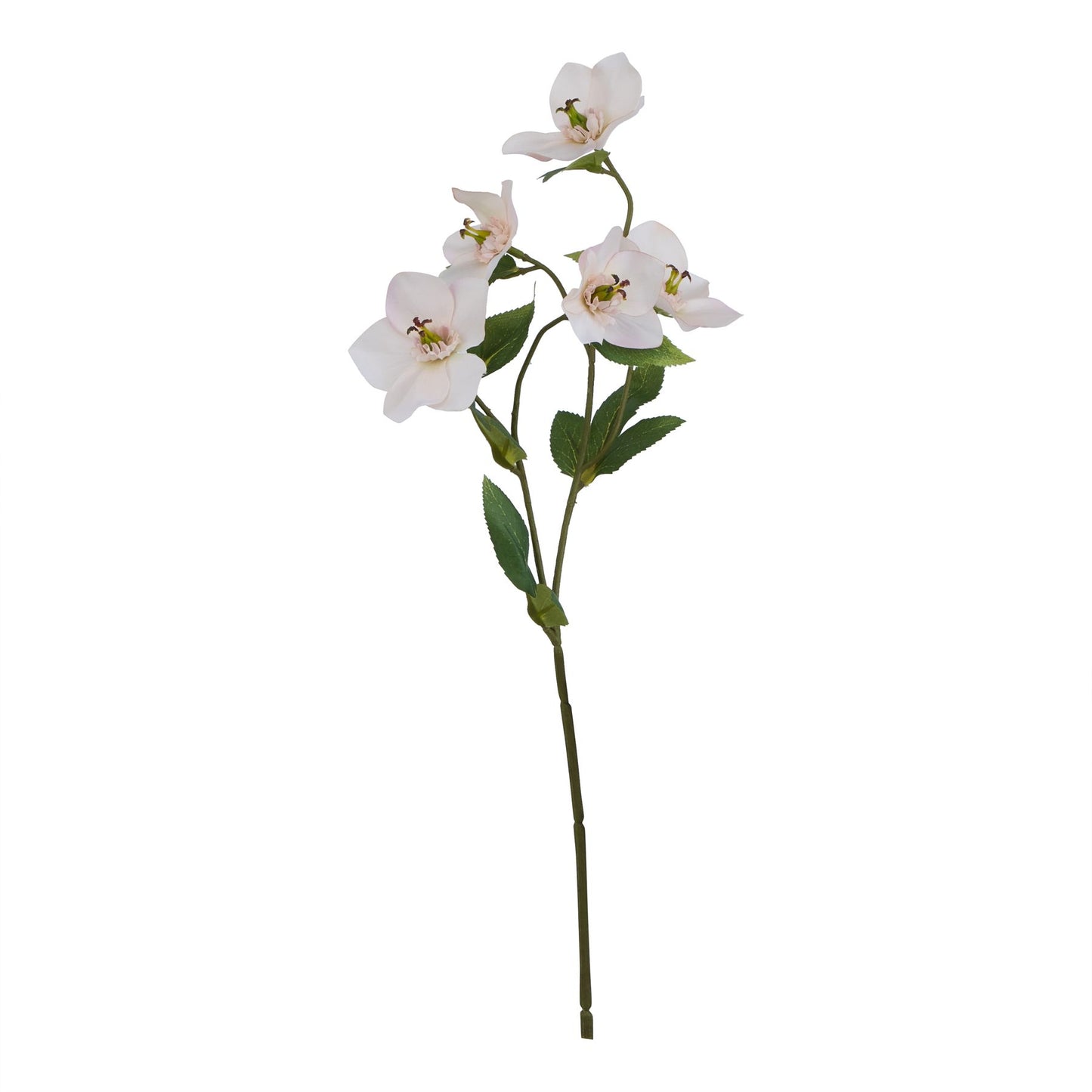 Delicate pale apricot hellebore flowers on a slender stem with green leaves, offering elegant, year-round decor.