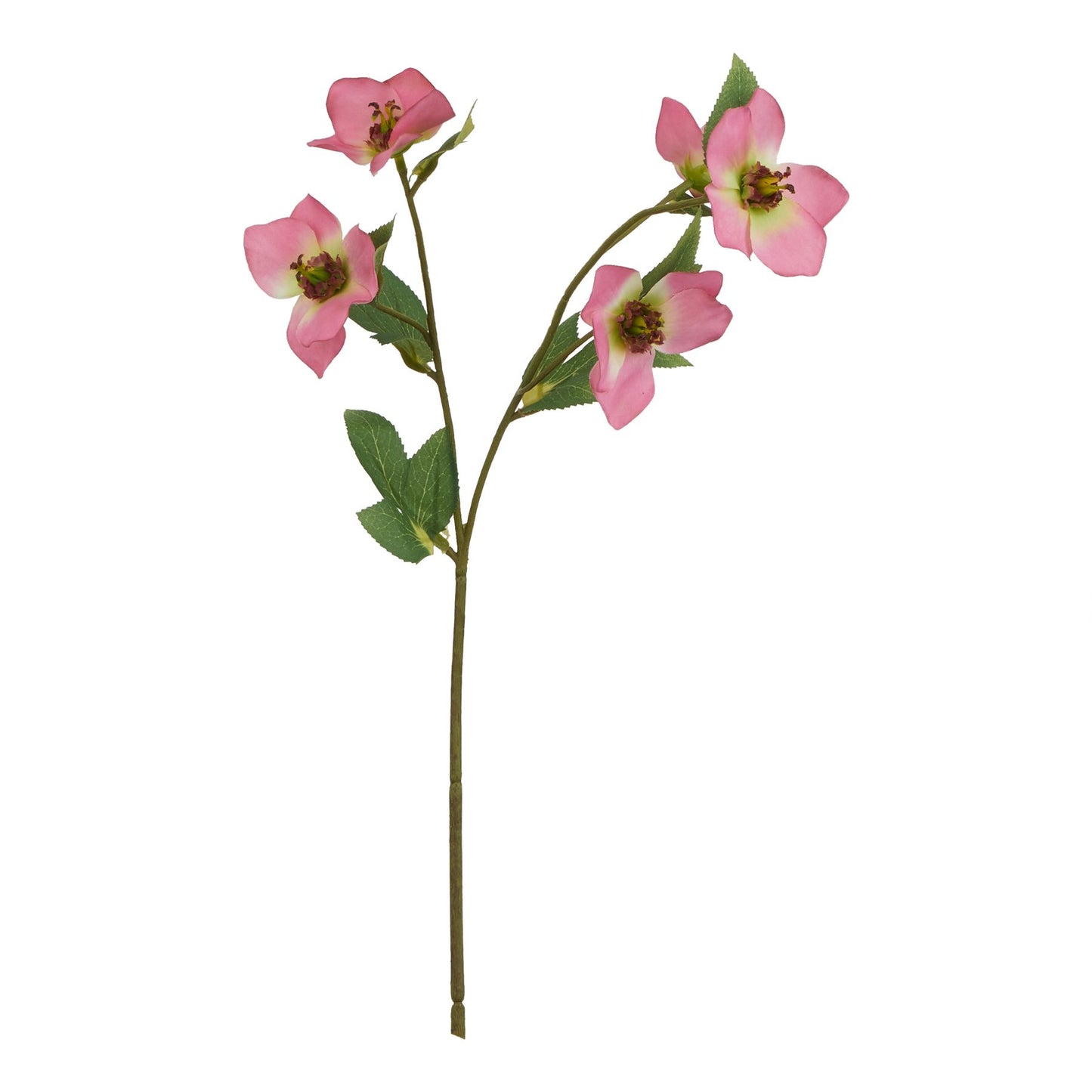 Delicate pink variegated hellebore blooms alongside lush green leaves on a single stem, enhancing elegant decor with lasting beauty.