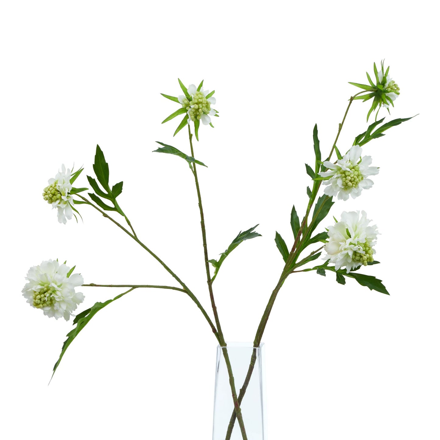 Realistic white scabious stem with lush green leaves, displayed in a clear vase, perfect for elegant floral arrangements.