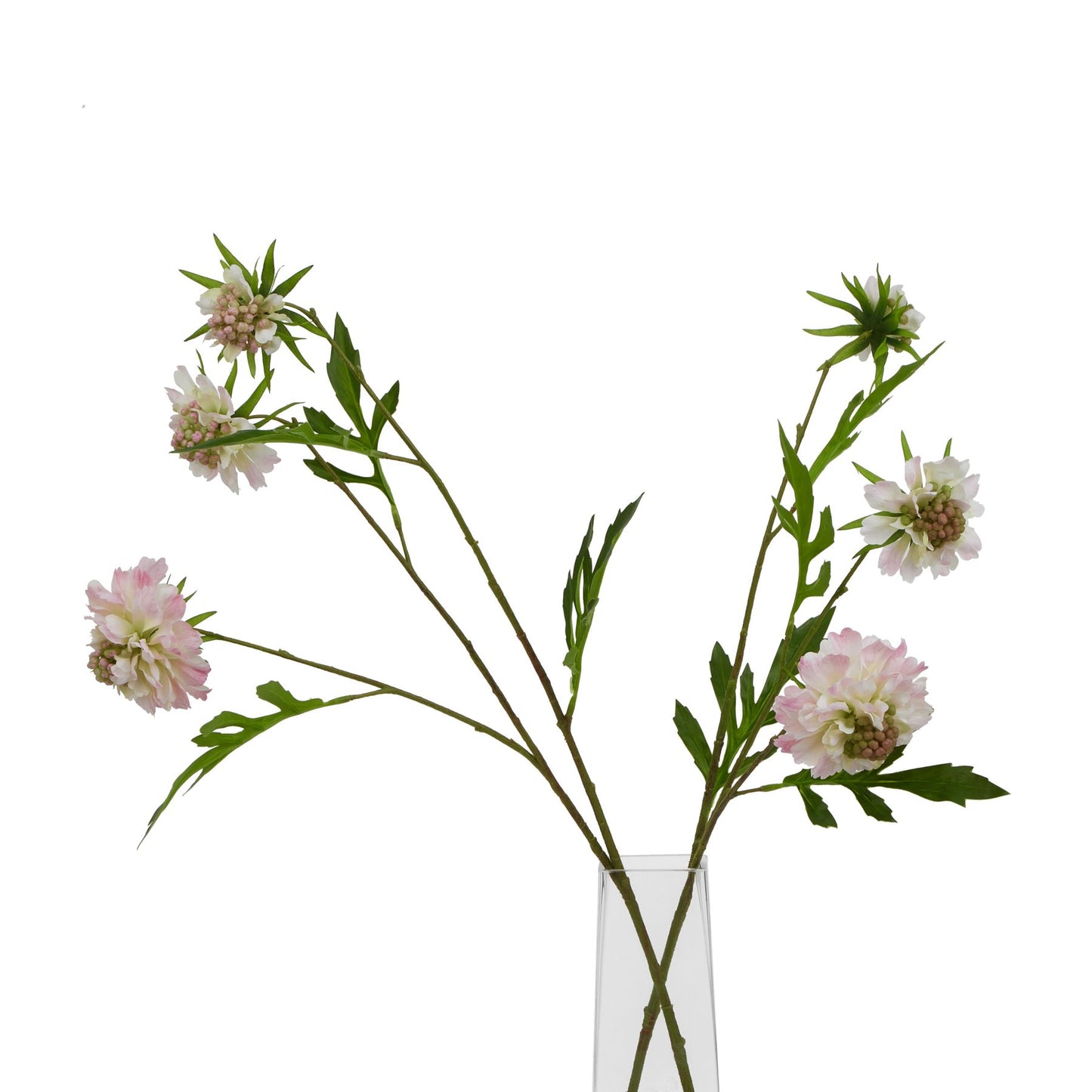 Pale pink scabious stem with lifelike petals and green leaves, elegantly arranged in a clear vase, perfect for any decor.