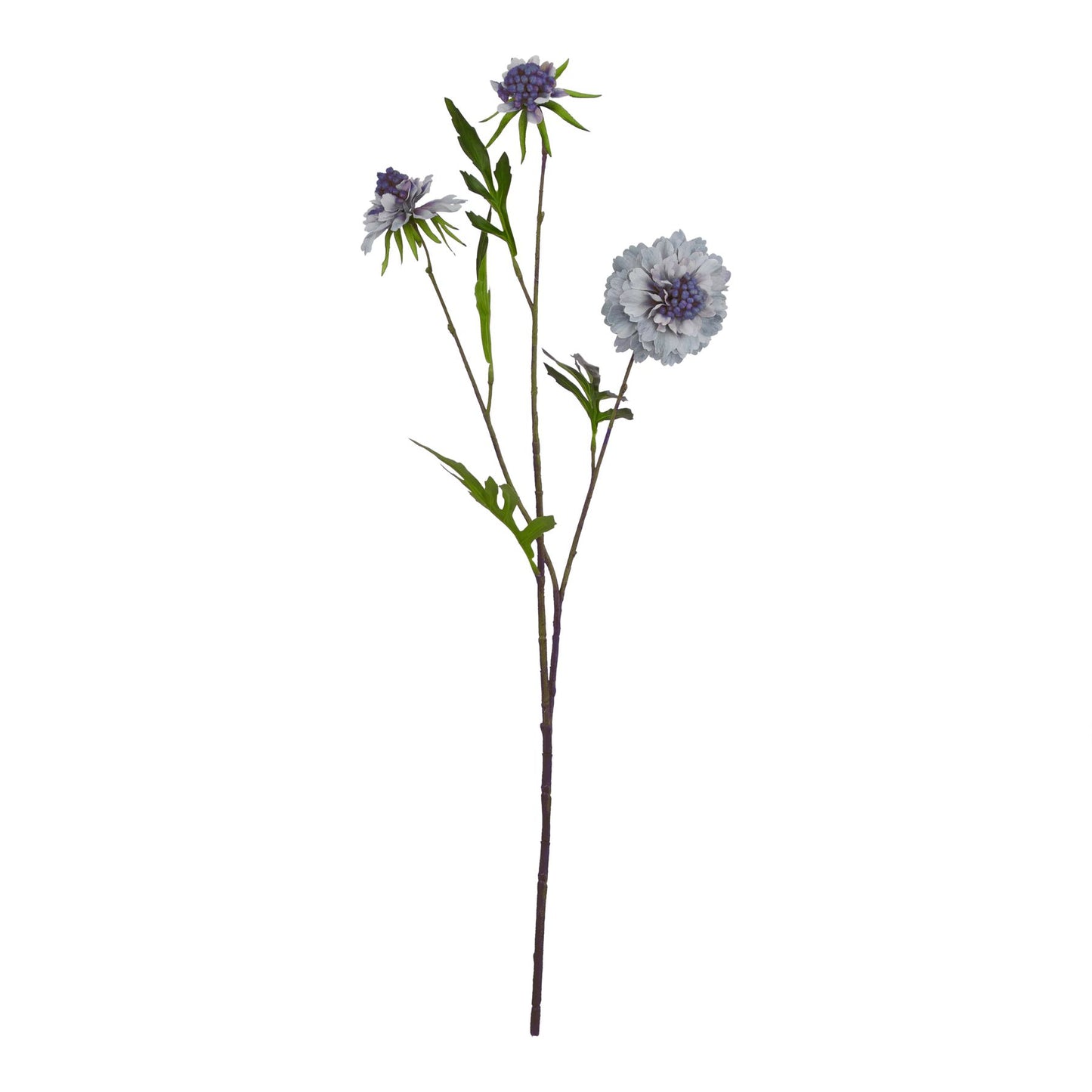 Delicate pale blue scabious stem featuring intricate petals and lush green leaves, perfect for elegant floral arrangements.