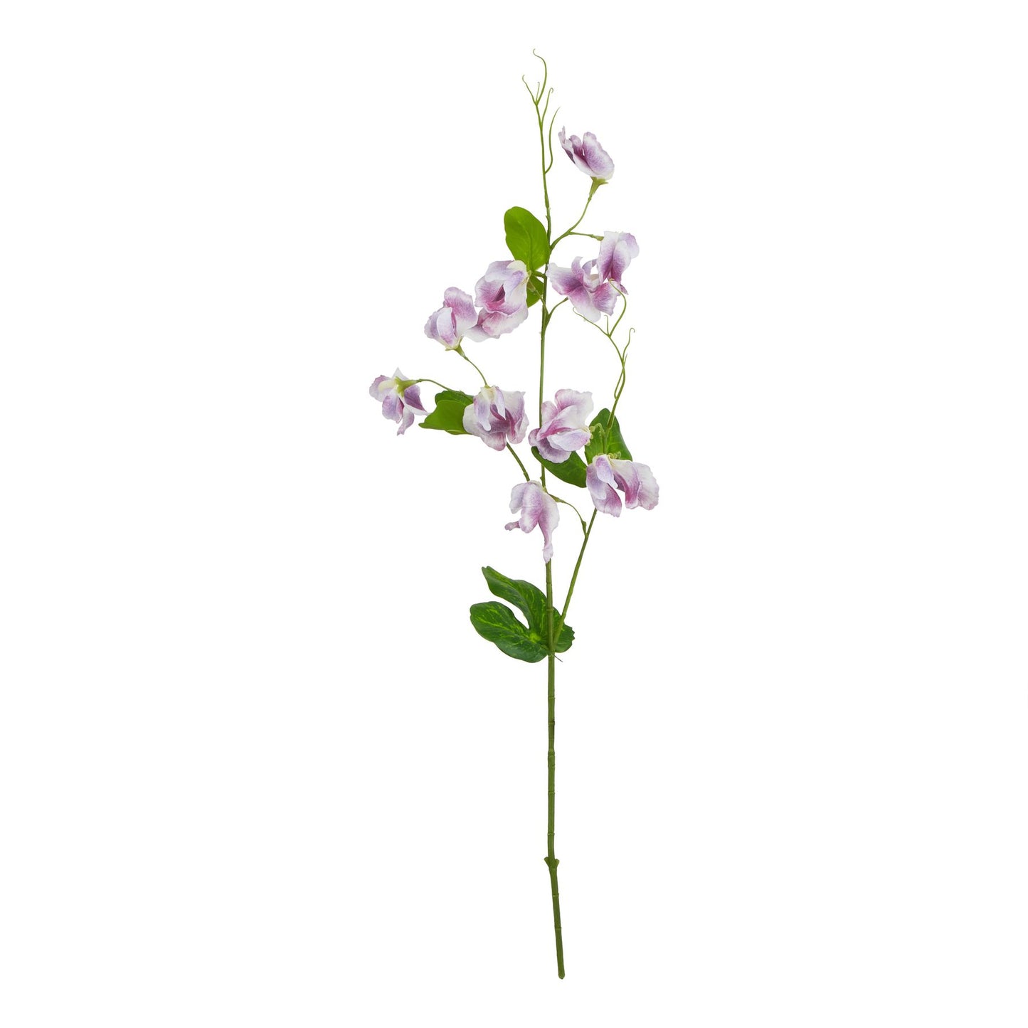 Purple sweetpea stem with delicate, intricately crafted petals and lush green leaves, perfect for elegant floral arrangements.