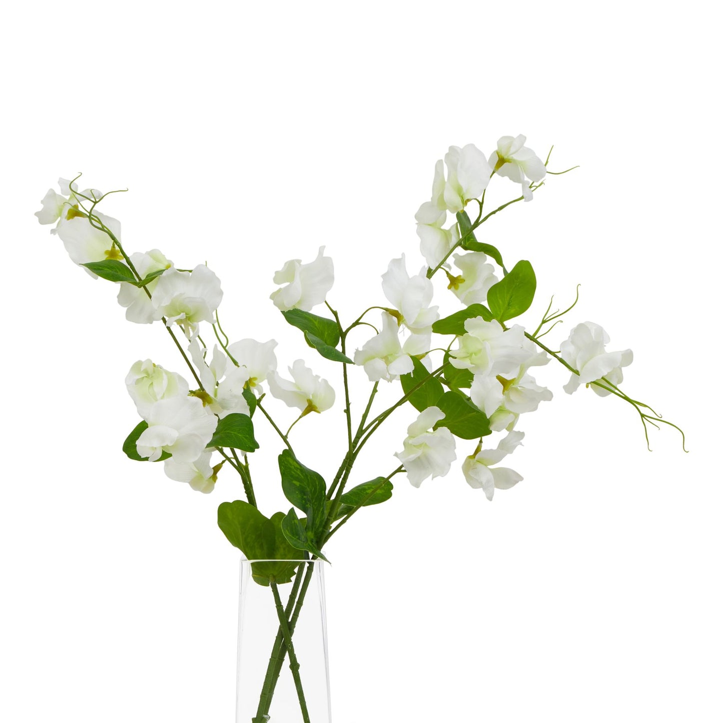 Delicate white sweetpea stem with realistic flowers and green leaves, arranged elegantly in a clear vase.