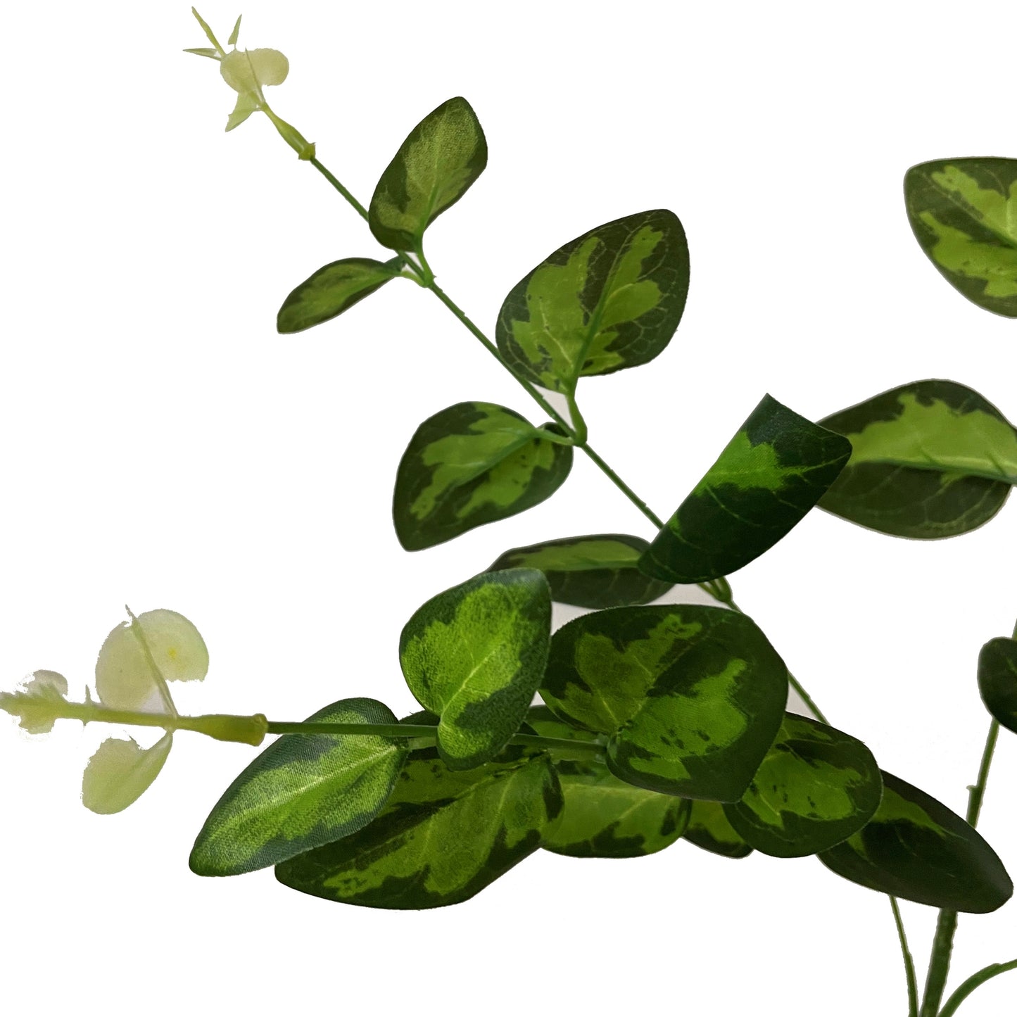 Dense green variegated leaves with natural texture variations and a delicate white flower bloom, ideal for elegant floral arrangements.