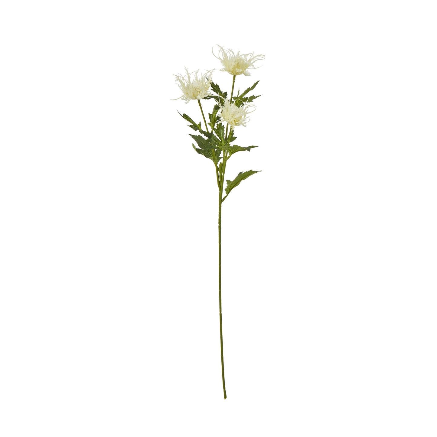 Soft, feathery white blooms on a slender green stem, evoking coastal tranquility for serene home decor.
