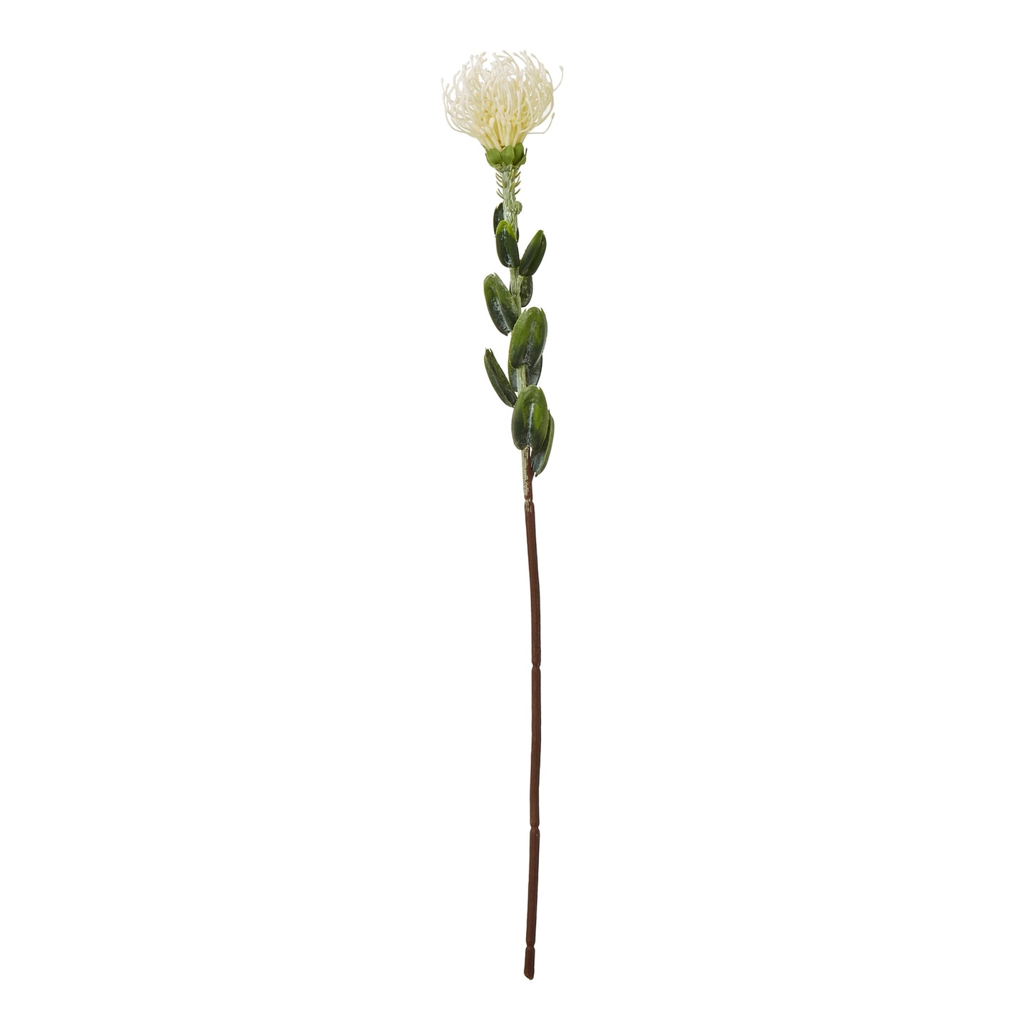 Cream pincushion protea spray with intricate white petals and lush green leaves on a sturdy brown stem, perfect for elegant decor.