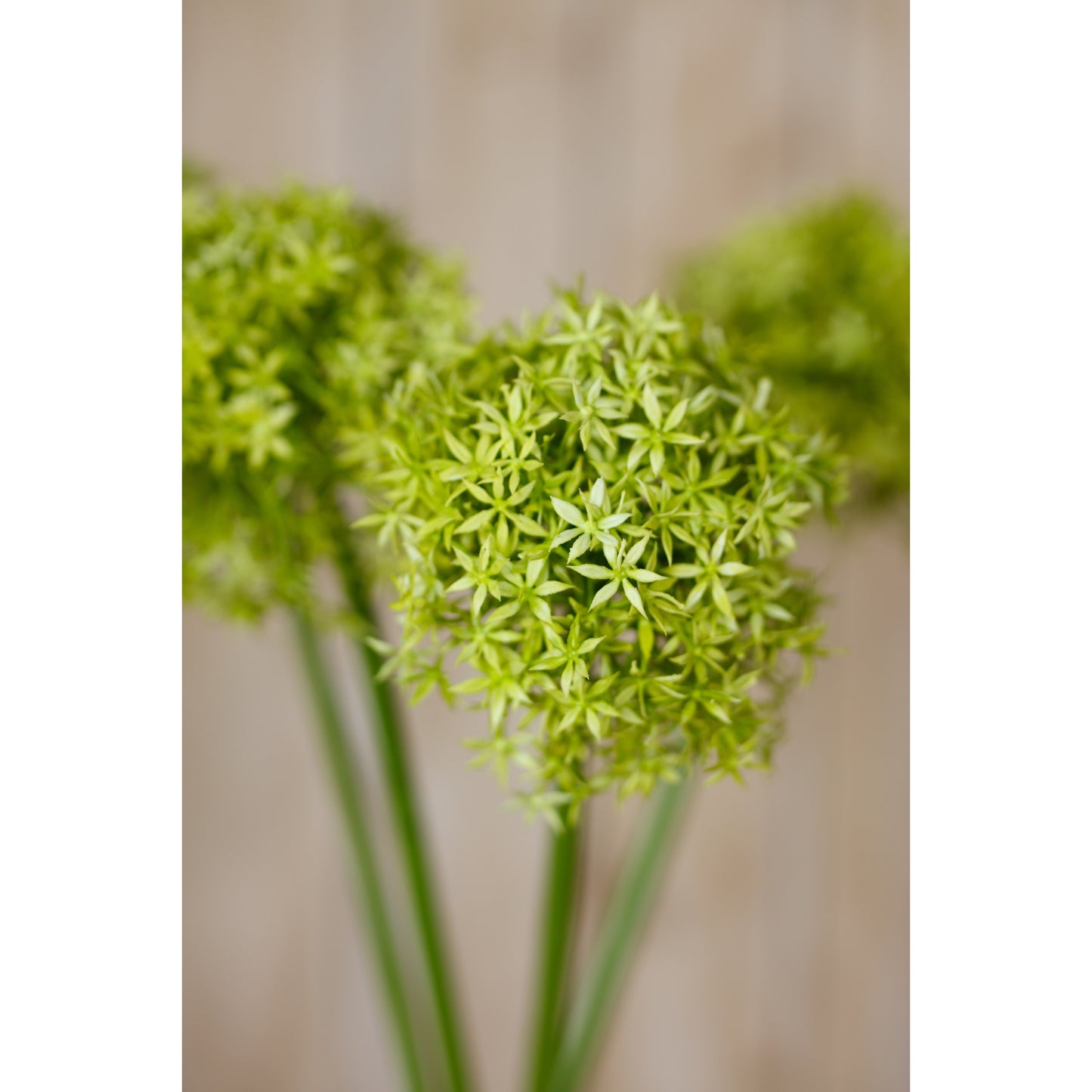 Vibrant green allium stem with a round cluster of tiny star-like florets, set against a soft, neutral background.