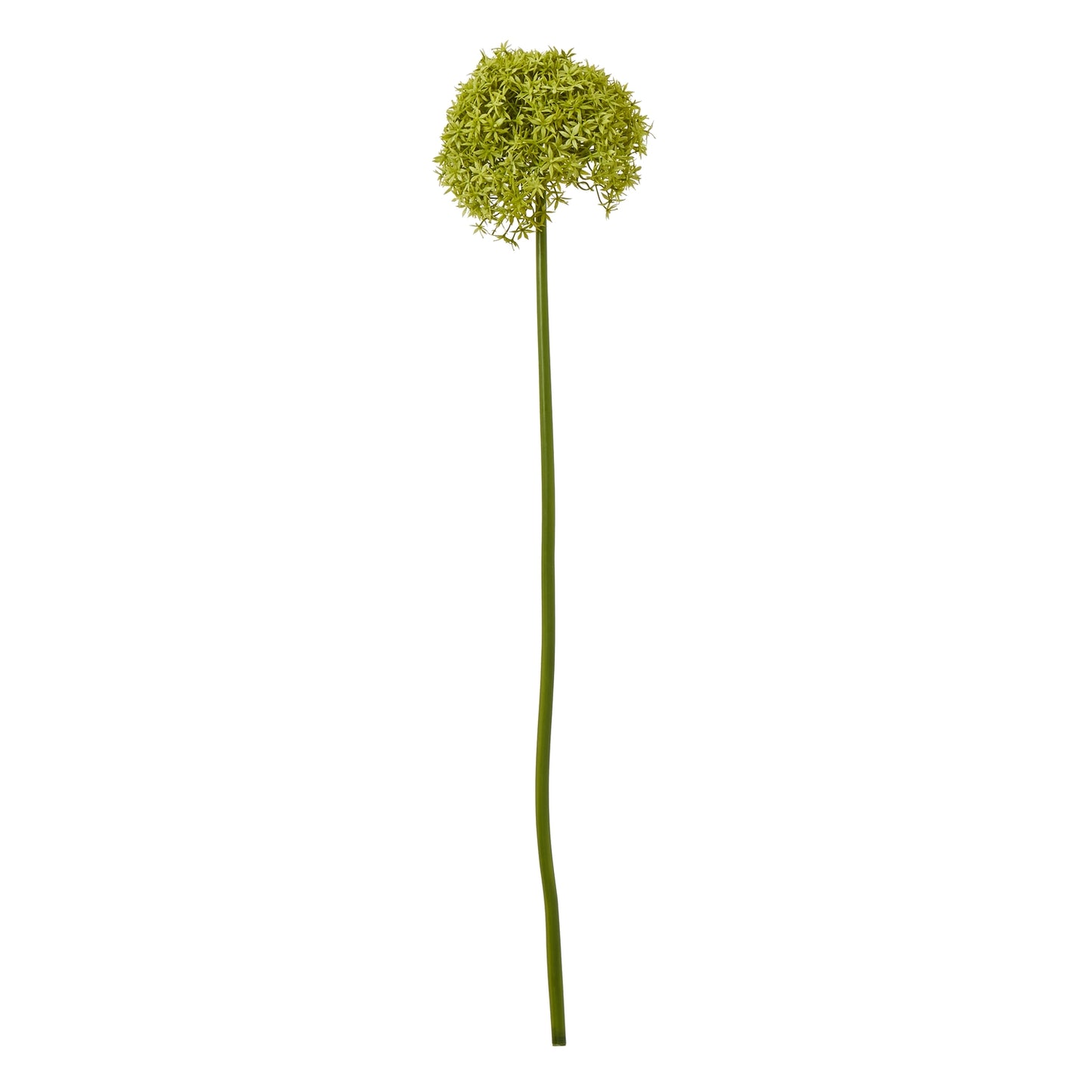 Vibrant green allium stem featuring a spherical bloom and a long, slender green stem, adding elegance to any space.