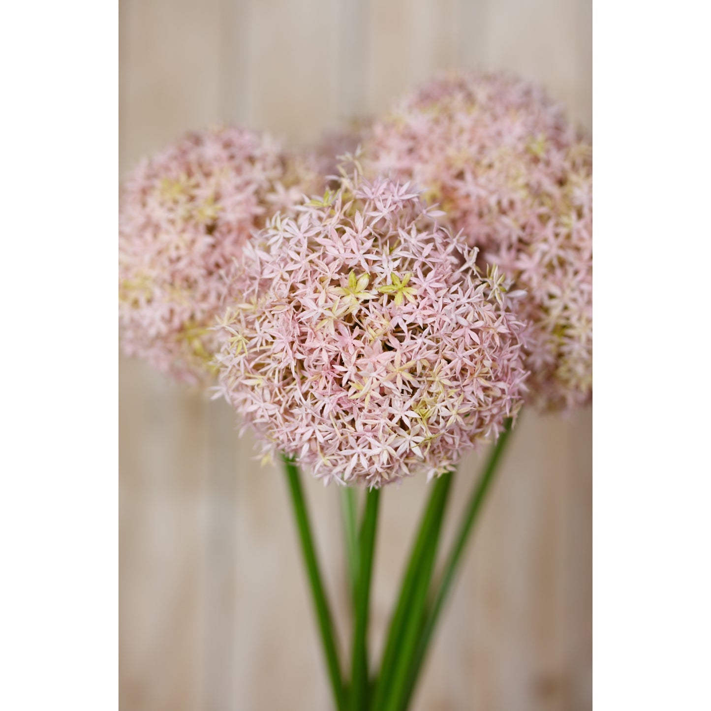 Lilac medium allium stem features delicate, spherical blooms in soft lilac and ivory, set against green stems, perfect for decor.